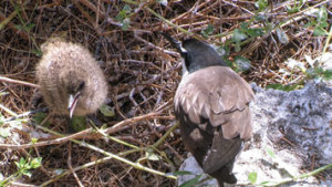 Wilson Island