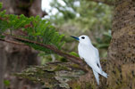 LORD-HOWE-ISLAND