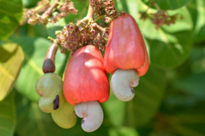 cashew Nuts tree Darwin