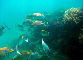 diving on Heron island 