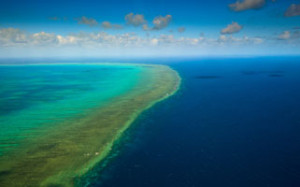 Reef-gor