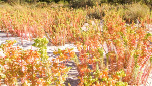 Beach-plants-south-of-Western-Australia