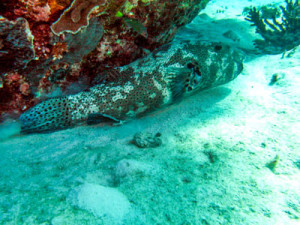 Beautifull-reef-fish in Nigaloo reef