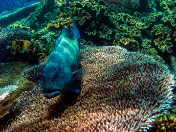 Fish-on-the-Reef