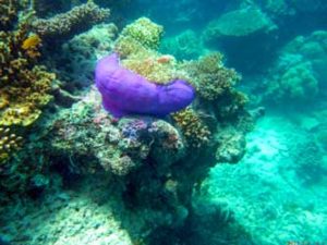 Great barrier reef 