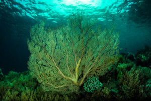 Komodo National Park