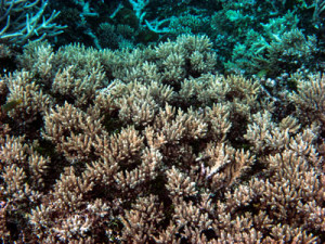 Great Barrier Reef