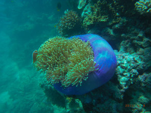 flying-fish-point-reef