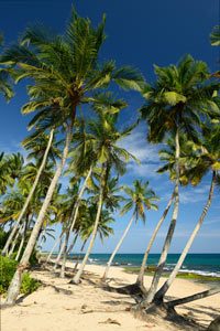 long-island-palm-trees