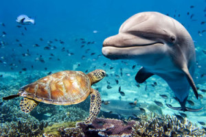 Ningaloo Reef Dive