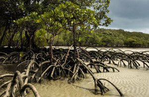 Cape Tribulation