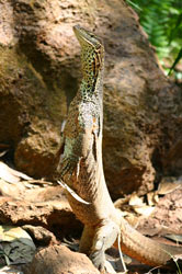 Alice Springs Lizard 