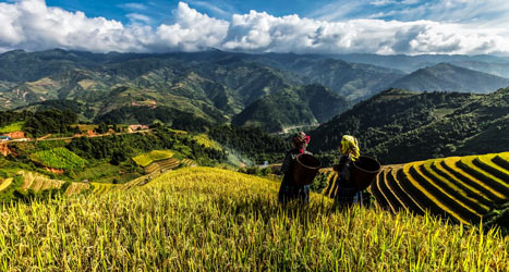 Banaue Rice Terraces