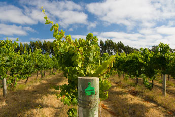  surrounding wineries