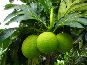 Breadfruit Sri lanka 