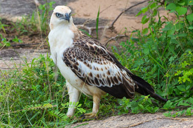 Hawk eagle sri lanka