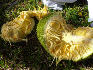 Jackfruit Sri Lanka 