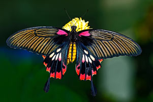 Jumalon Butterfly Sanctuary