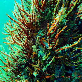  diving Busselton Jetty