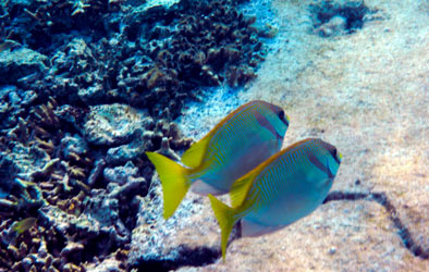 Apo-Island-reef