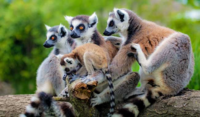 Visit Madagascar: Some of animals & plants can be found nowhere else.