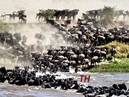 Serengeti national park