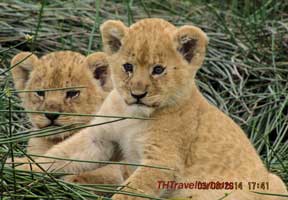 Serengeti national park