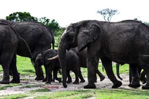 Tarangire national park