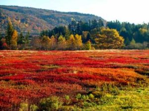 Nova Scotia