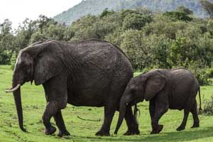 Elephants 