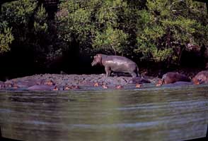 Saadani National Park