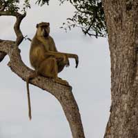 Saadani National Park