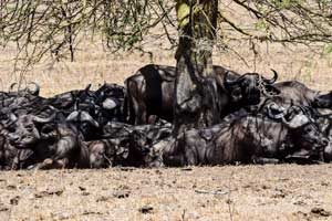 Tanzania Wildlife Safari 