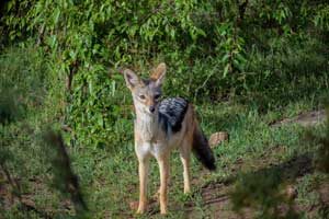 Tanzania Wildlife Safari 