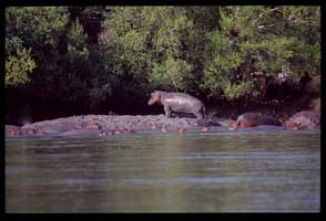 Tanzania Wildlife Safari 