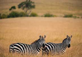 Tanzania Wildlife Safari 