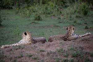 Tanzania wildlife Safari 