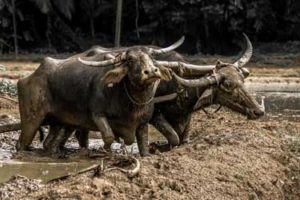 Tradition in Sri lanka