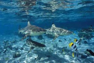 Diving in Sri Lanka 