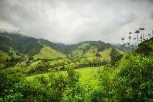 Cocora valley