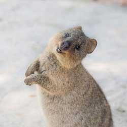 Rottnest island 