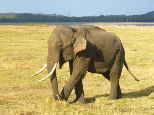 Elephants Sri Lanka