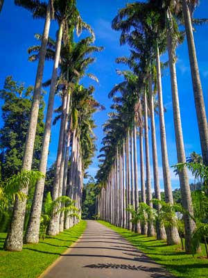 Palm Trees